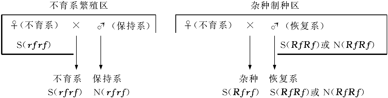 一、细胞质雄性不育三系的遗传方式